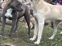 Adopție femela metis labrador și femelă amstaff