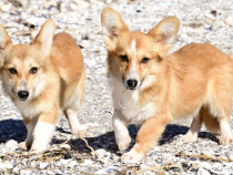 Cateluse Corgi minunate! Vaccinati, deparazitati, microcipat, pedigree