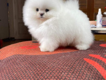 Pomeranian Mini Toy