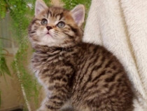 British shorthair pisoiași