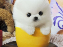 Pomeranian ursuleț teeacup mini