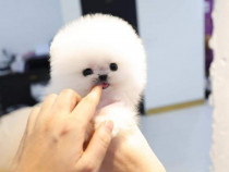 Pomeranian mini teacup