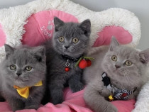 British shorthair pisoiași superbi