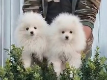 Pomeranian cu pedigree FCI