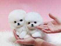 Pomeranian puppy asigur transport