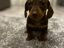 Teckel Dacshund Șoricar Șorecar Cânacior Sausage Dog