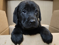 Labrador golden și negru