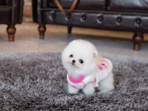 Pomeranian miniatura boo