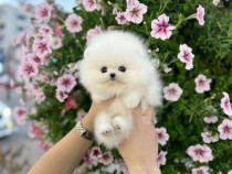 Pomeranian mini boo