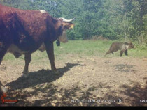 Carne vițel, vitei și mânzat pentru sărbători