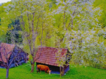 Teren intravilan agricol in Bran - Brasov