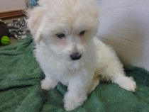 Cățeluș bichon maltese tel 0784538319