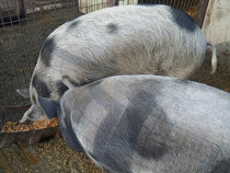 Porci pentru crăciun și crescut