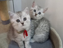 British shorthair chinchilla