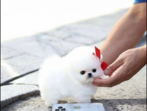 Pomeranian boo teacup