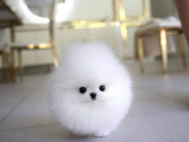 Pomeranian boo adevarat