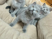 BRITISH SHORTHAIR