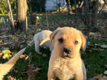 Pui Labrador Retriever