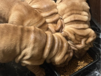 Căței Rasa Shar-Pei