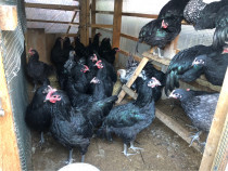 Puicuţe Australorp