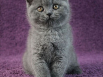 British shorthair pisoiași