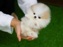 Poze reale pomeranian boo