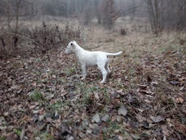 Bull Terrier femela