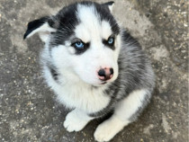 Pui Husky Siberian