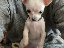 Fetita chihuahua