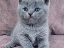 British shorthair