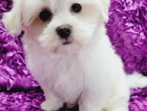 Bichon maltez alb 2 luni