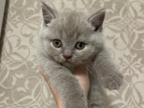 Pisicuti British Shorthair Lilac