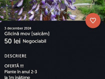 Glicină mov plante ornamentale în anul 2-3