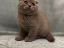 Scottish Fold cappuccino