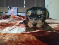 Vând puiuț Yorkshire Terrier