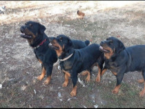 Căței rottweiler talie maro