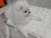 Pui pomeranian , rasa mini spitz