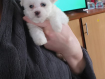 Bichon maltez pedigree