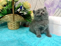 British shorthair