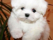 Asigur transport !!! Pui Bichon Maltez cu Pedigree