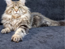 Exemplar deosebit maine coon