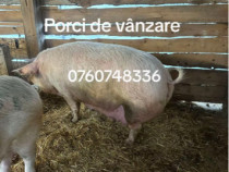 Porci de vânzare