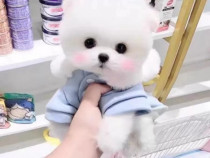 Pomeranian super mini puppy