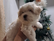 Bichon maltez mini toy