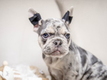 Bulldog Francez - blue merle cu ochii albastri - Transport in tara