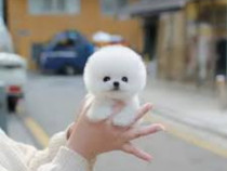 Pomeranian boo mini teacup