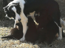 Catei 11 frați cauta familii iubitoare Mama-border collie tatal-Metis