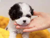 Bichon Maltez Mini Toy