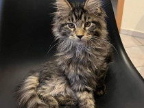 Maine Coon disponibili imediat! Asigur transport