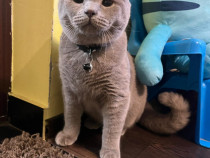 Motan British Shorthair